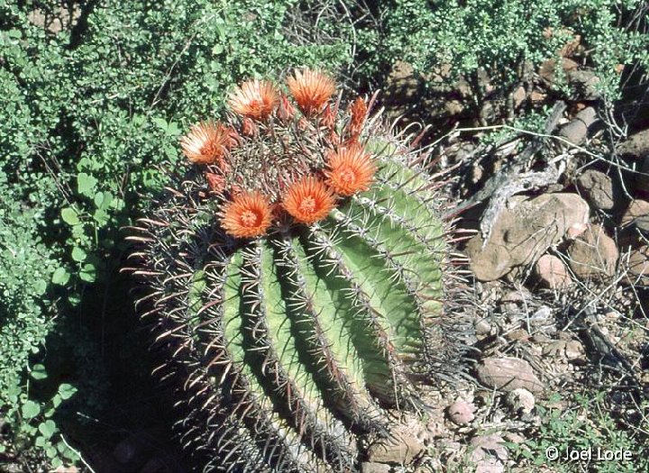 Ferocactus peninsulae  JL859 San Ignacio BC, Mexico ©JL